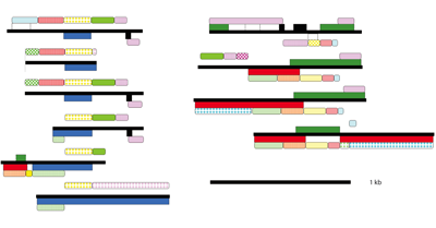 Toxoplasma gondii mitochondrial genome visualization